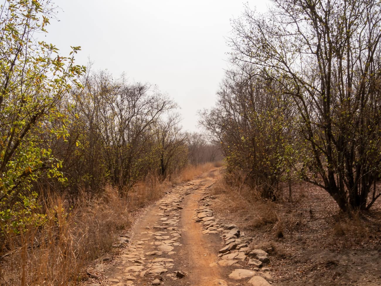 Safari track in Mole National Park, Ghana
